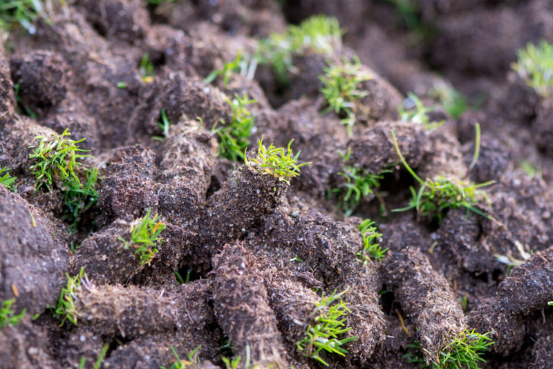 Core Lawn Aeration