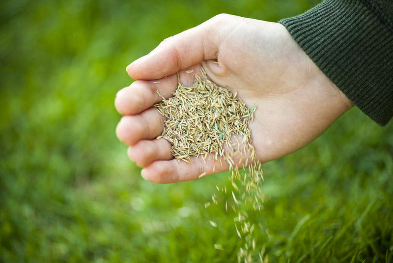 Lawn Overseeding